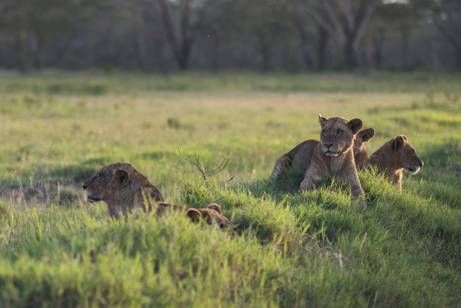 Lions resting together in sunlit grass